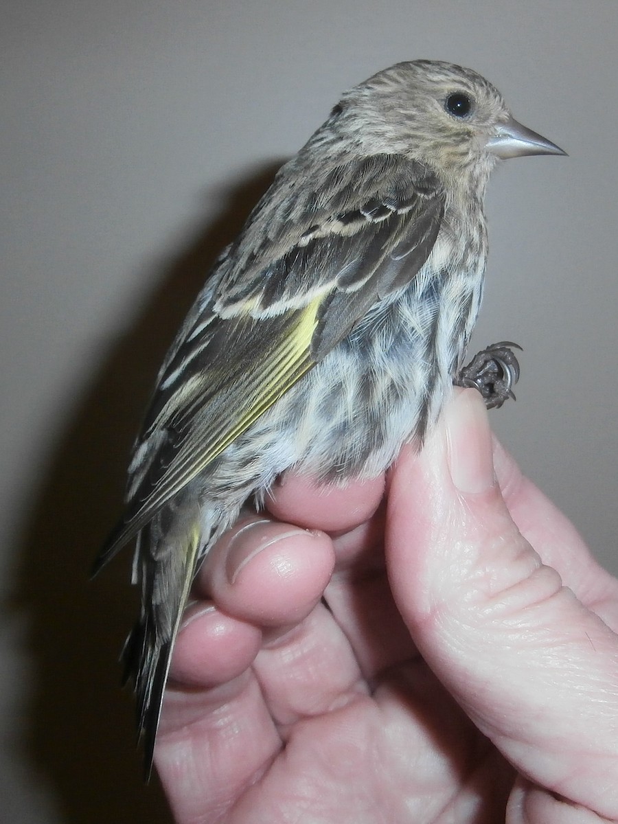 Pine Siskin - ML232192971