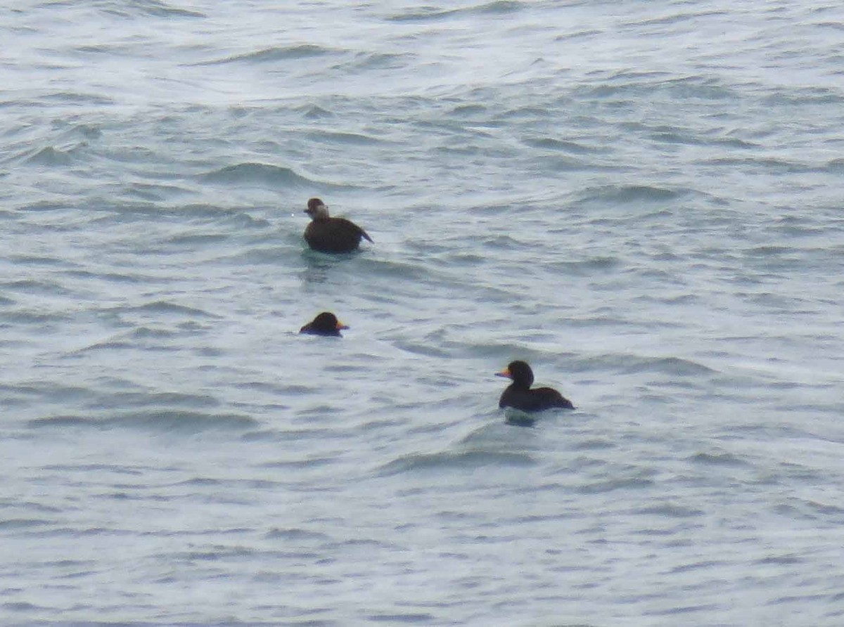 amerikasvartand - ML23219421