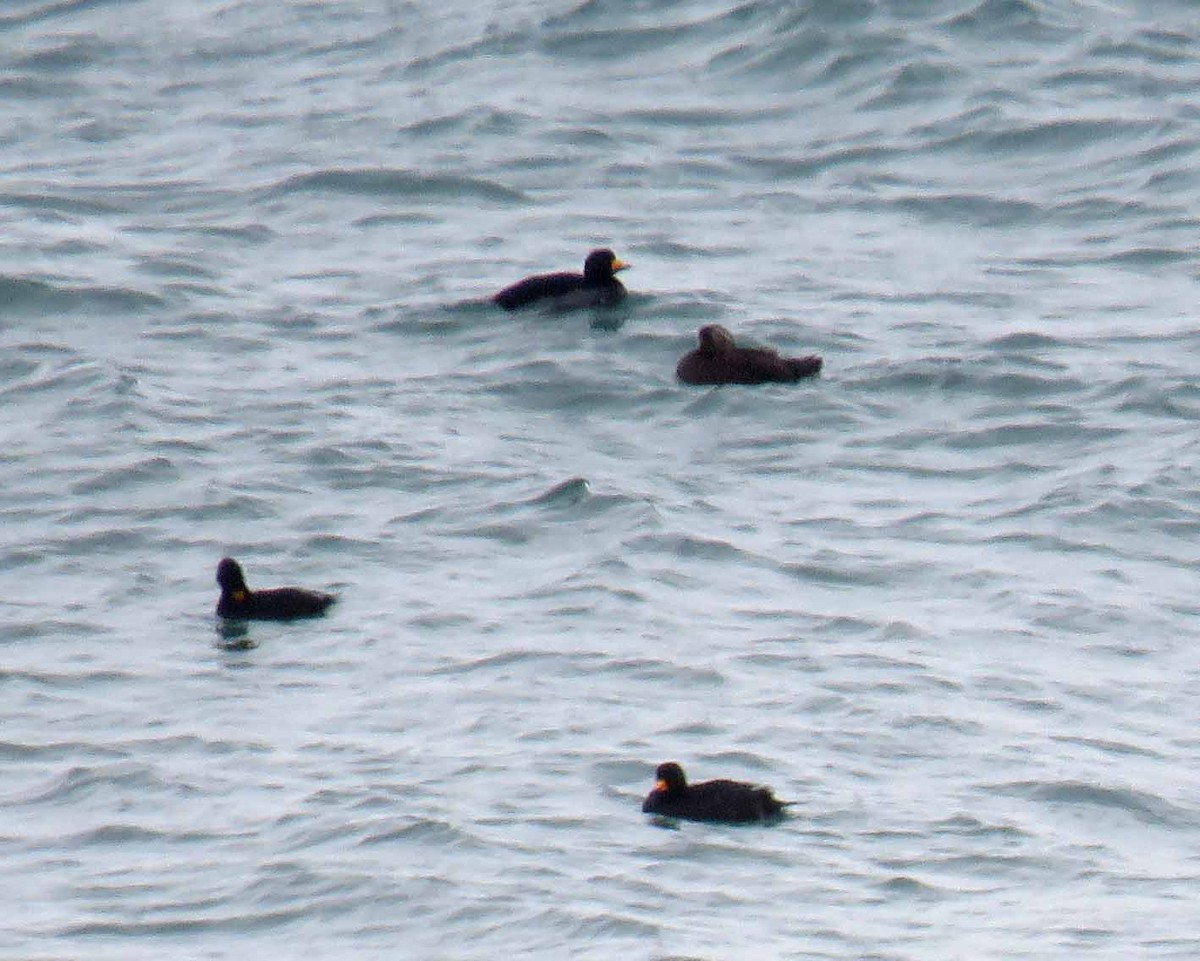 amerikasvartand - ML23219431