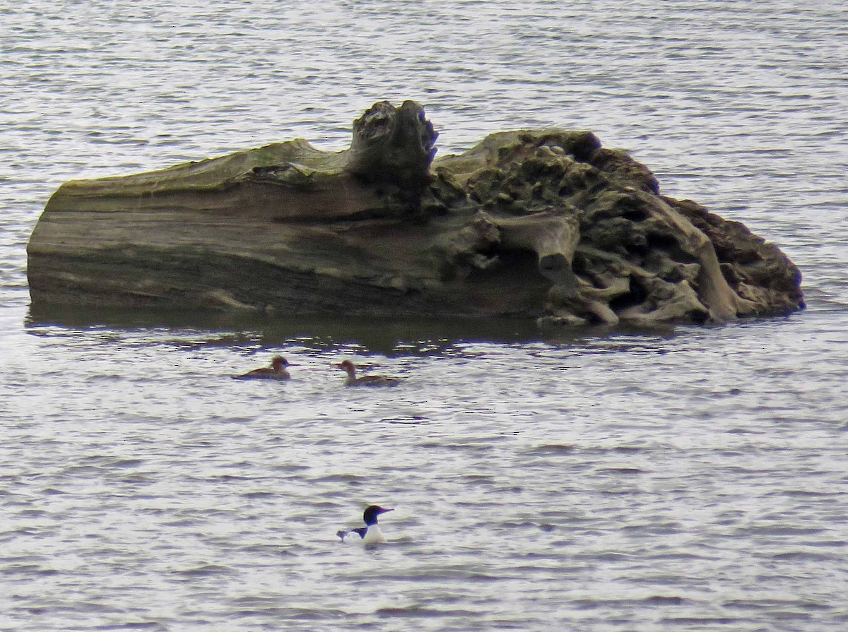 Common Merganser - ML23219451