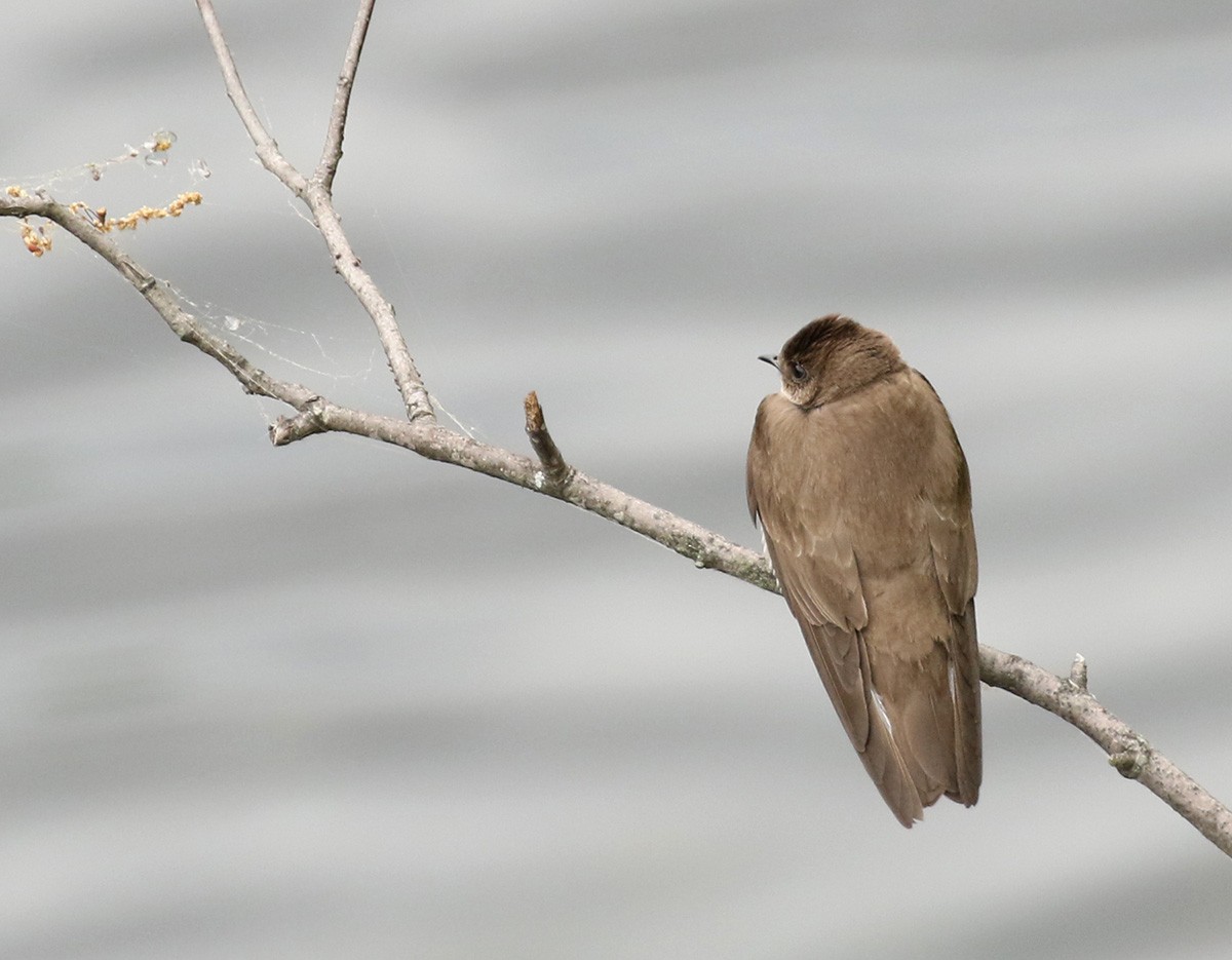 Northern Rough-winged Swallow - ML232197321