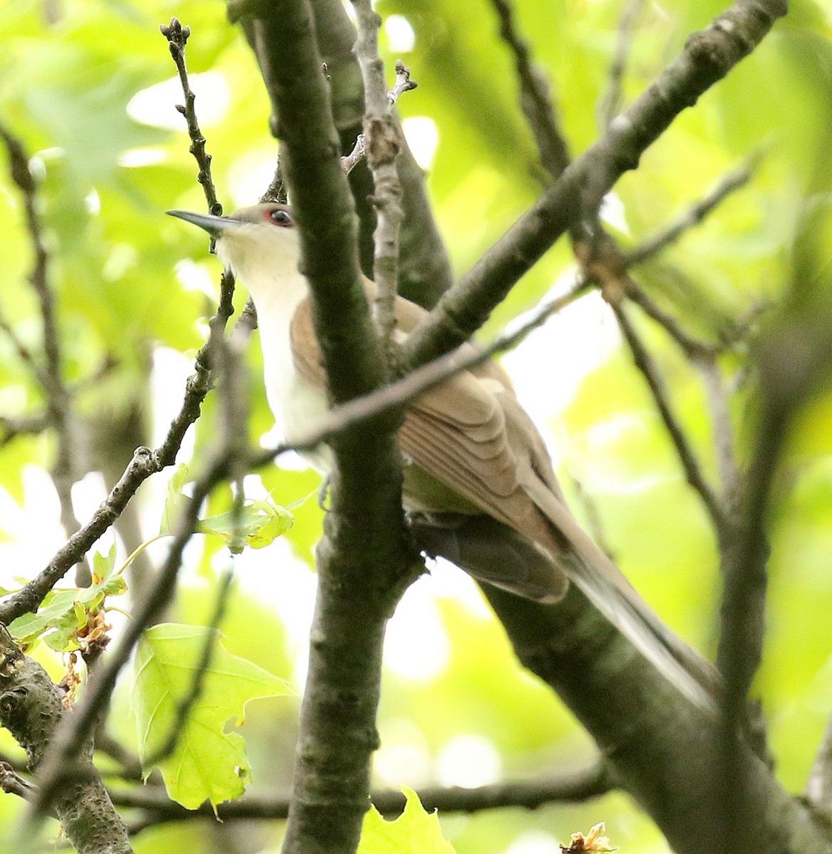 Black-billed Cuckoo - ML232197981