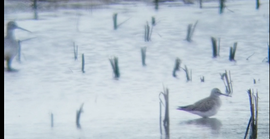 Greater Yellowlegs - Ron White