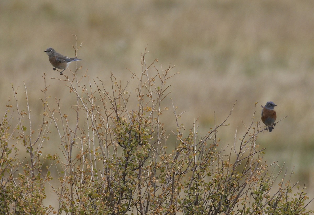 Western Bluebird - ML232202361