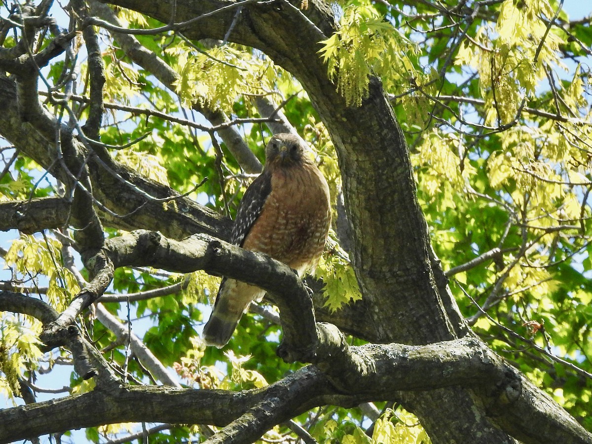 Red-shouldered Hawk - ML232204001