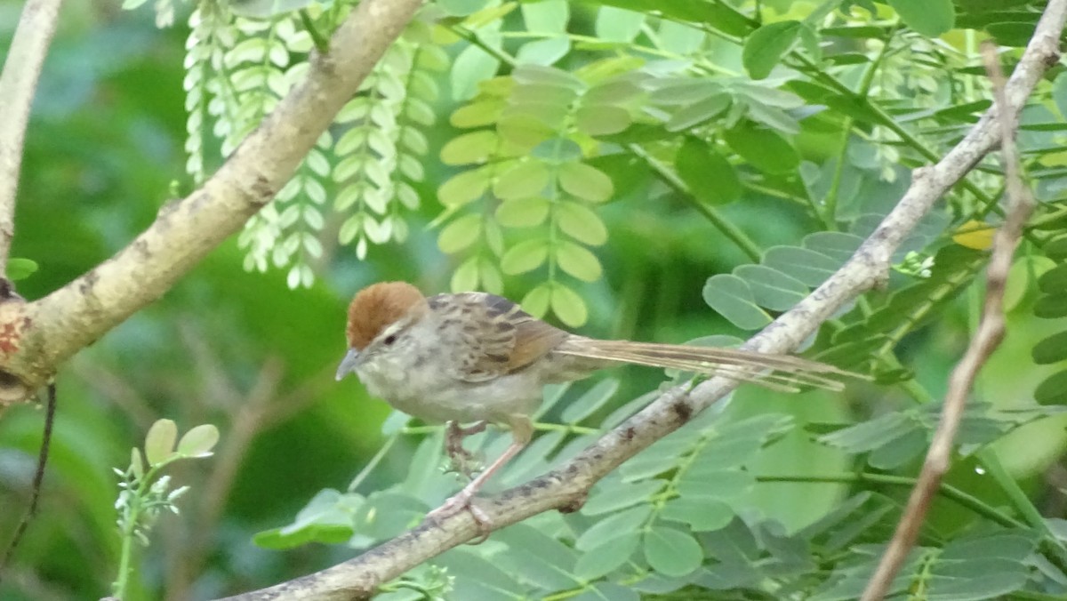 Tawny Grassbird - ML232204621