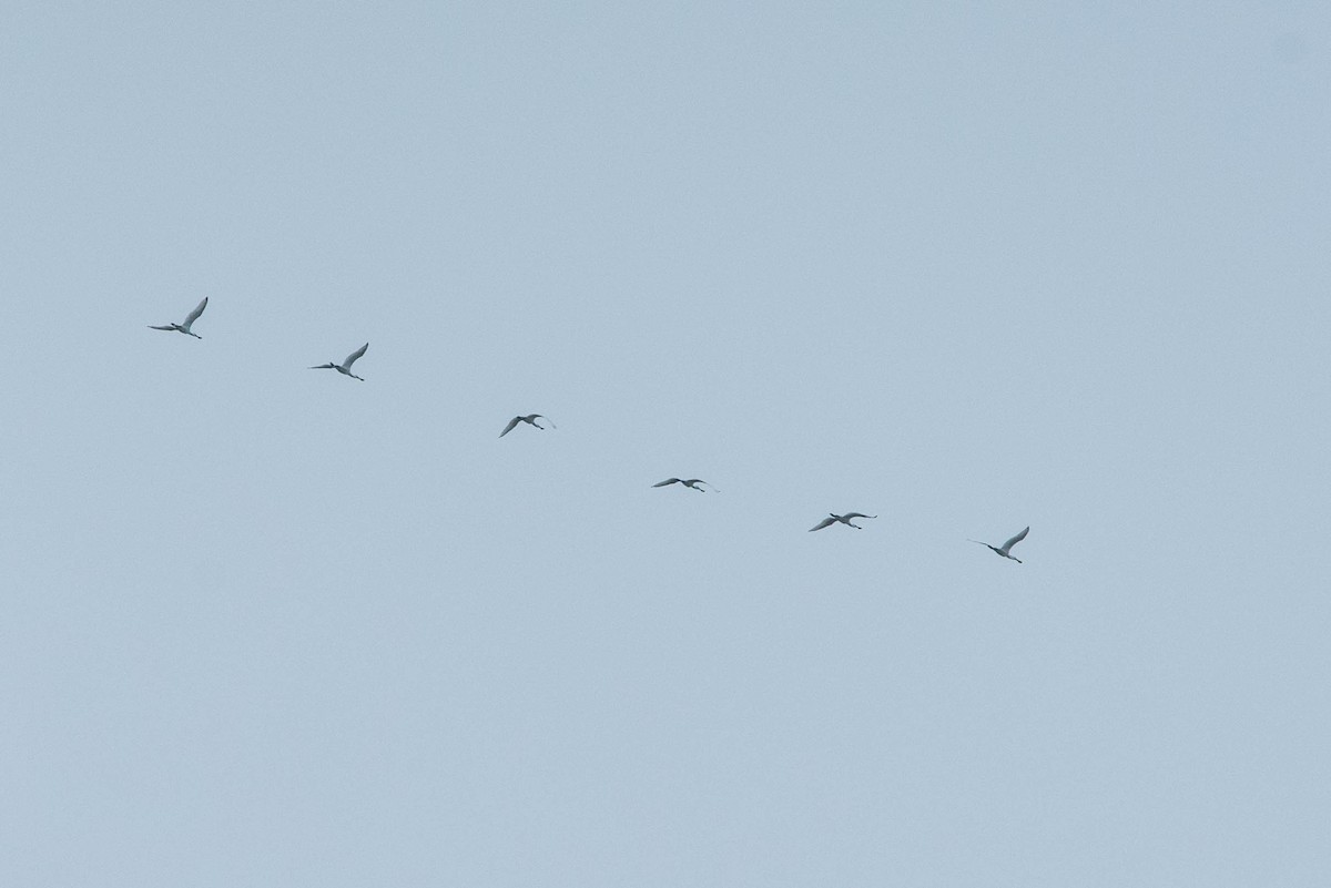 Black-faced Spoonbill - ML232204811
