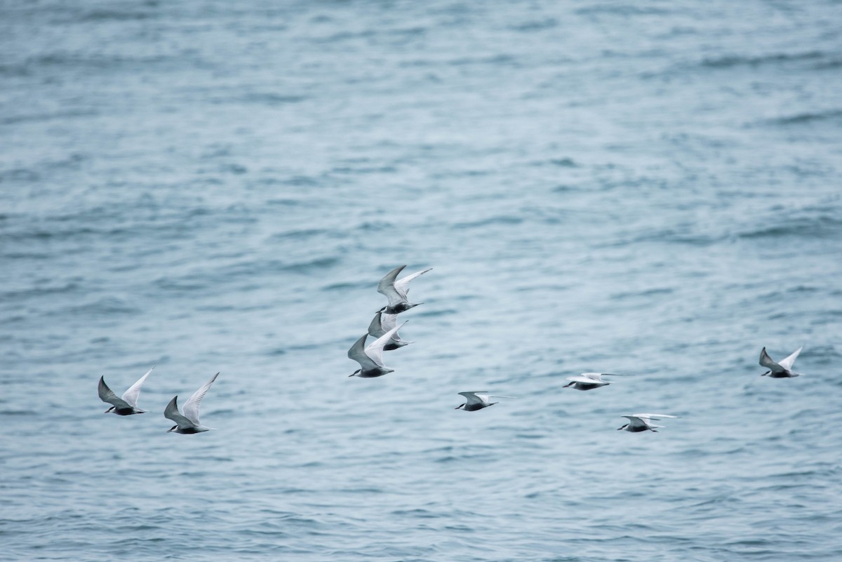Whiskered Tern - ML232204871