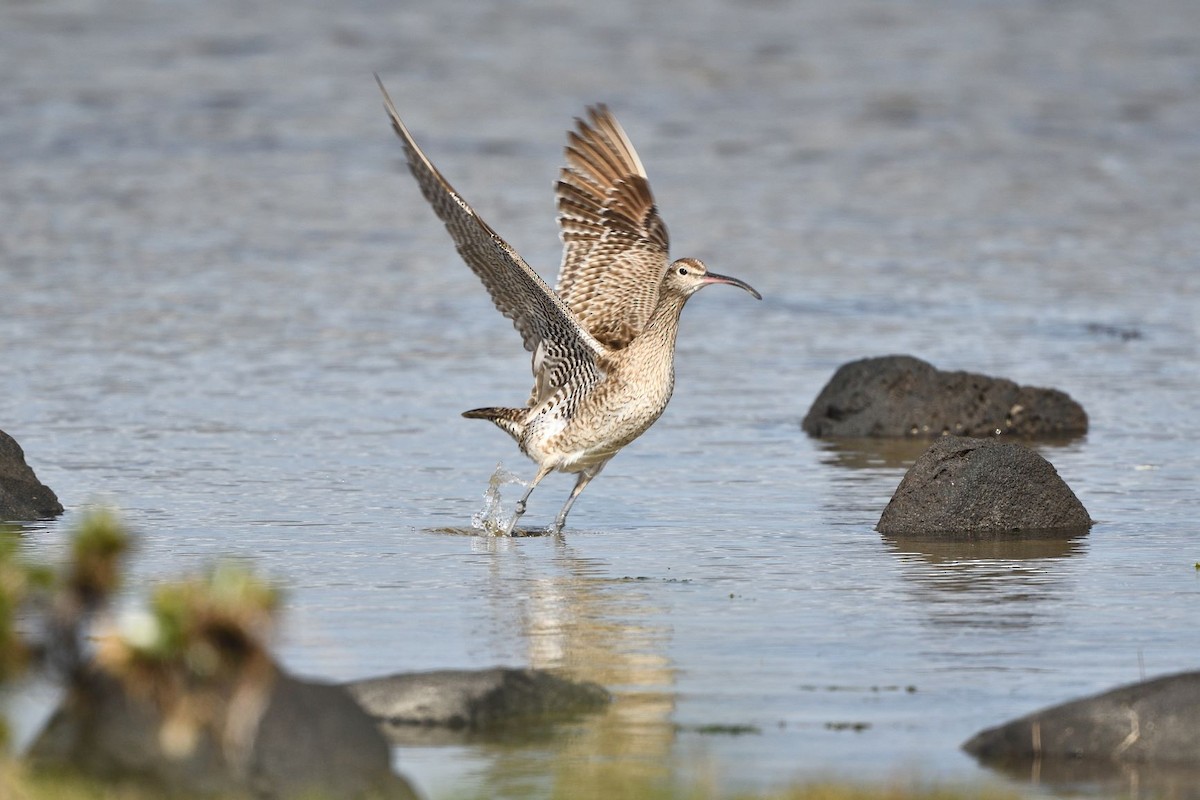 Whimbrel - Andrew T
