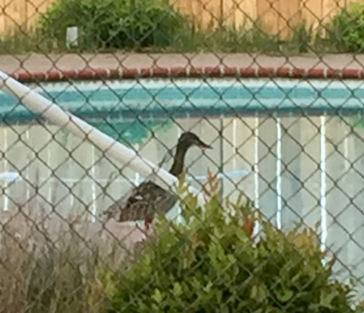 Mallard - ML232205351