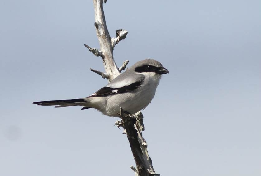 Loggerhead Shrike - ML23220561