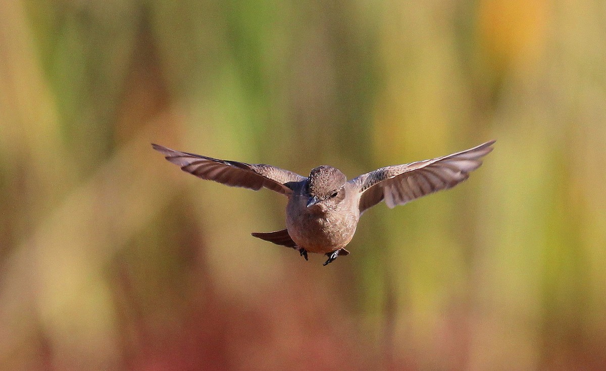 Say's Phoebe - ML23220841