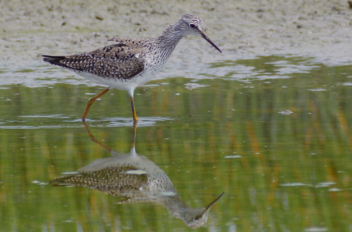 Lesser Yellowlegs - ML232208611