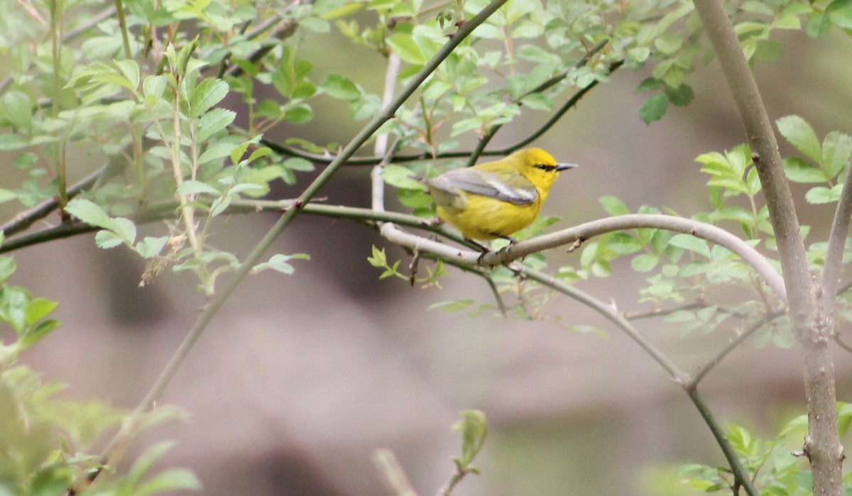 Blue-winged Warbler - ML232208721