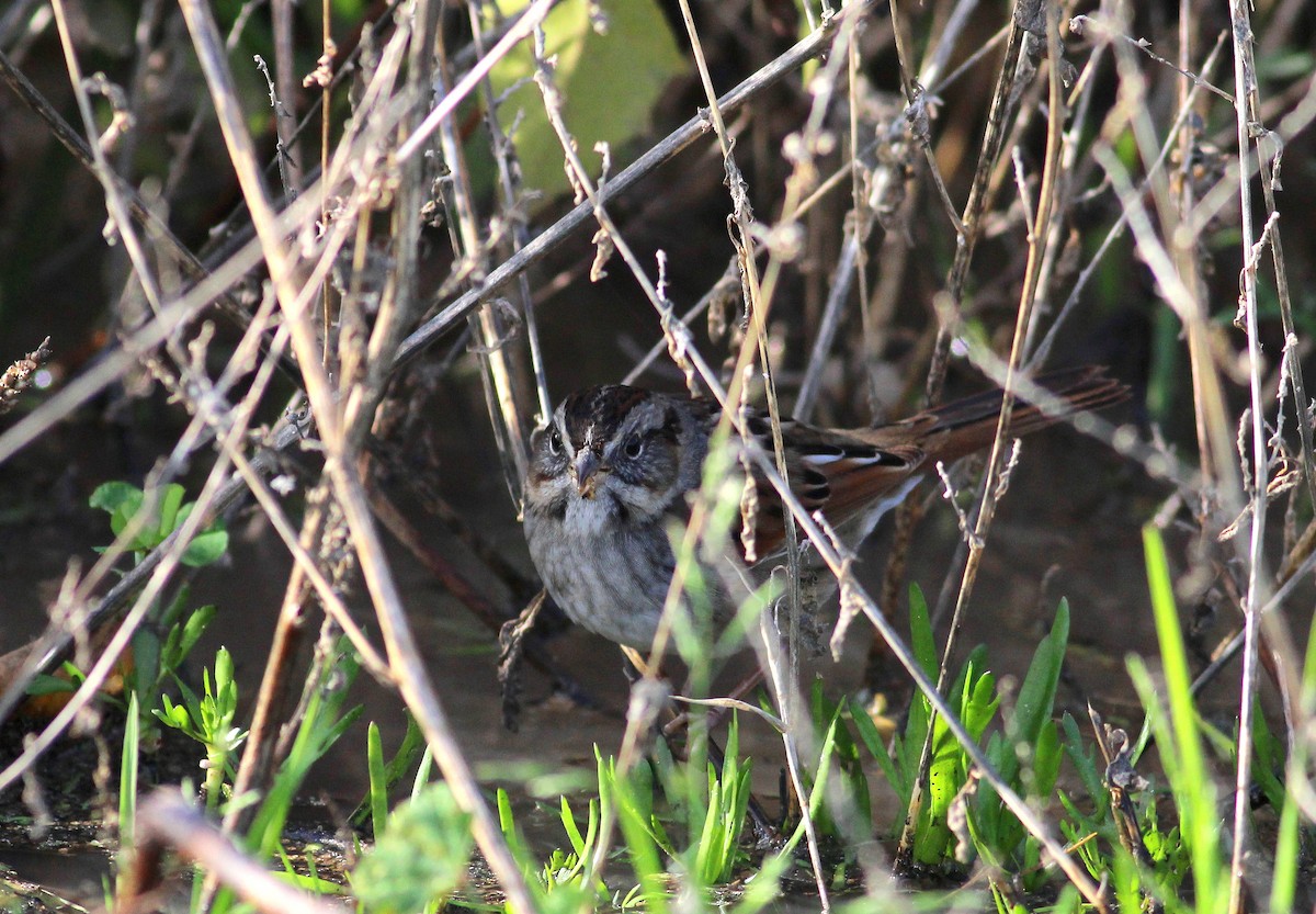 Swamp Sparrow - ML23220951