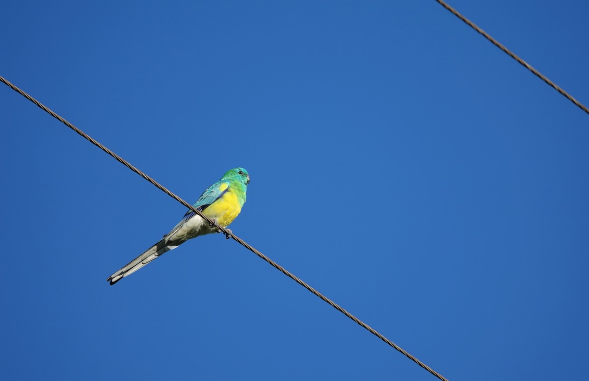 Red-rumped Parrot - ML232210321