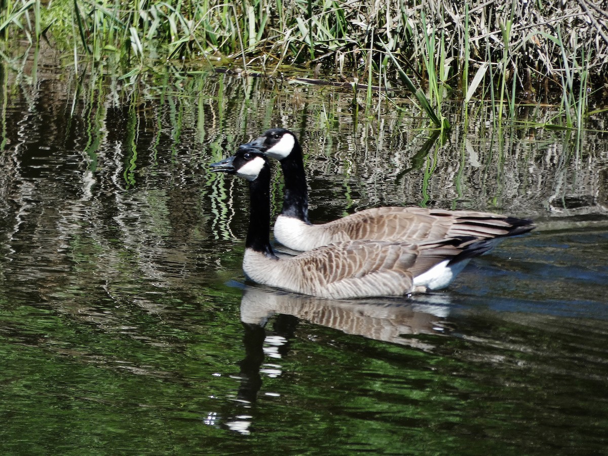 Canada Goose - Craig Johnson