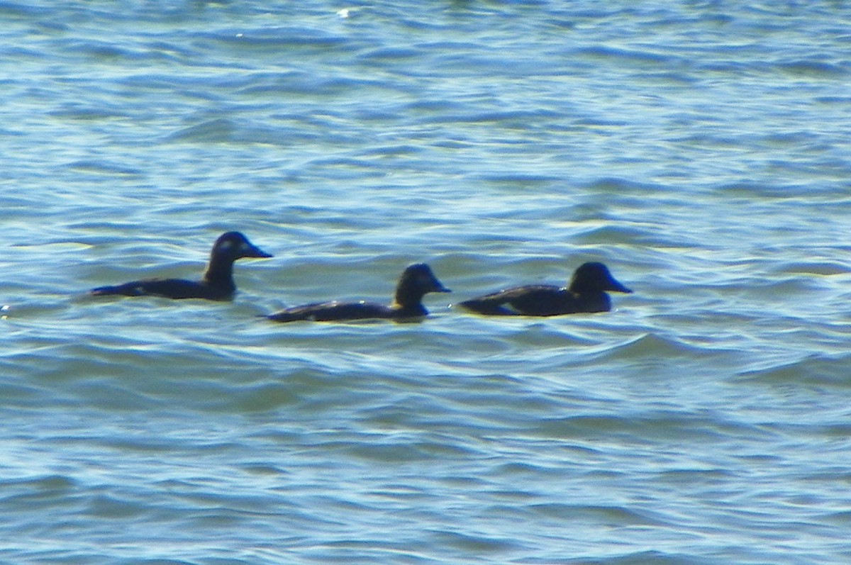 White-winged Scoter - ML23221301