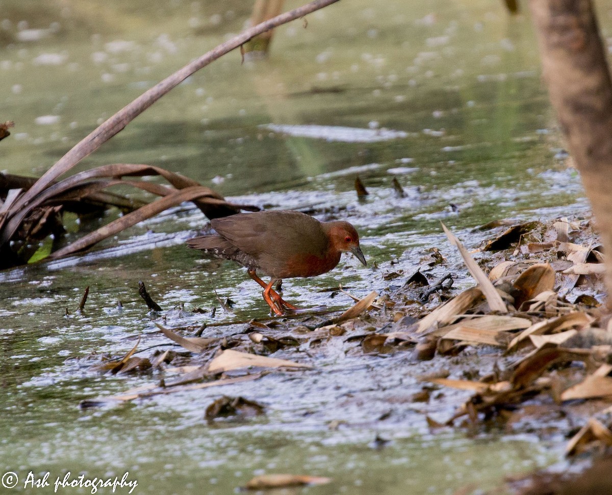 Ruddy-breasted Crake - ML232214481