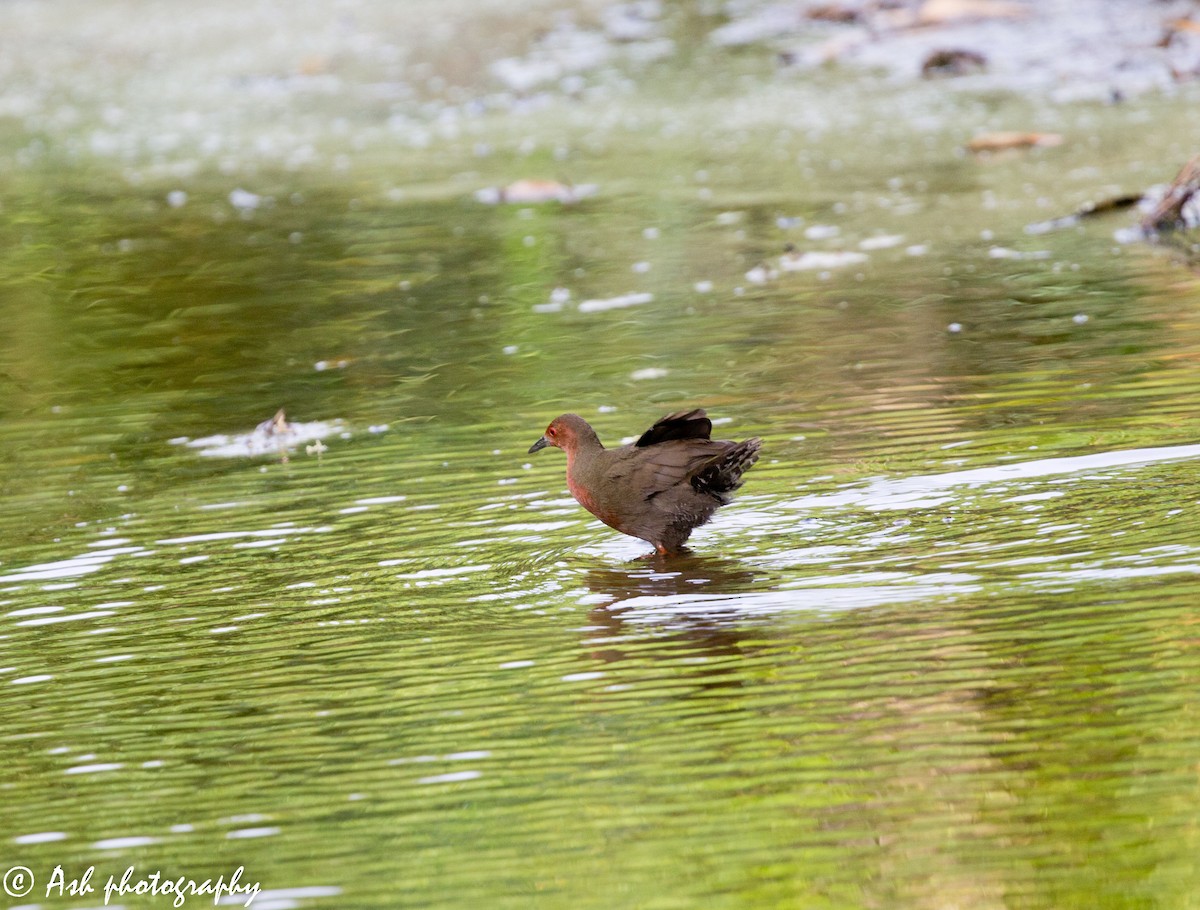 Ruddy-breasted Crake - ML232214521