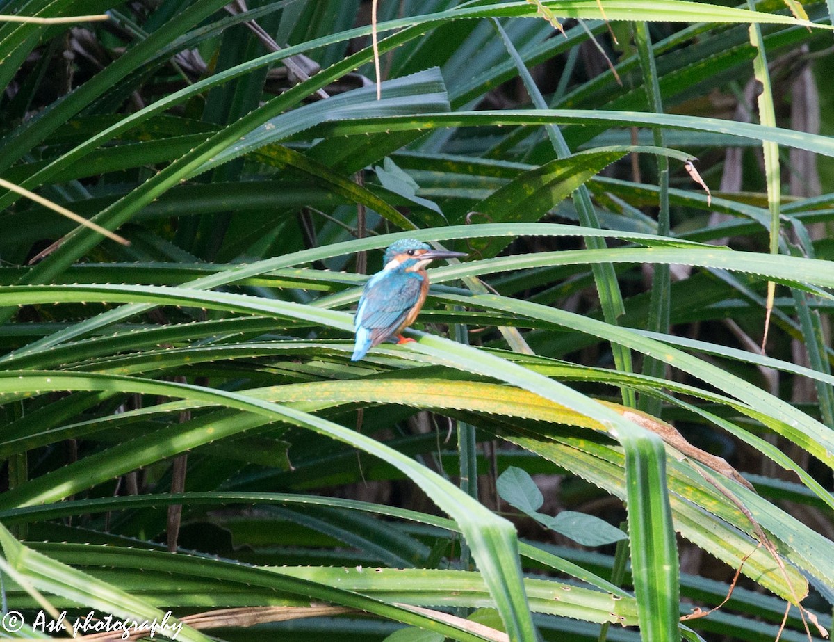 Common Kingfisher - ML232214761