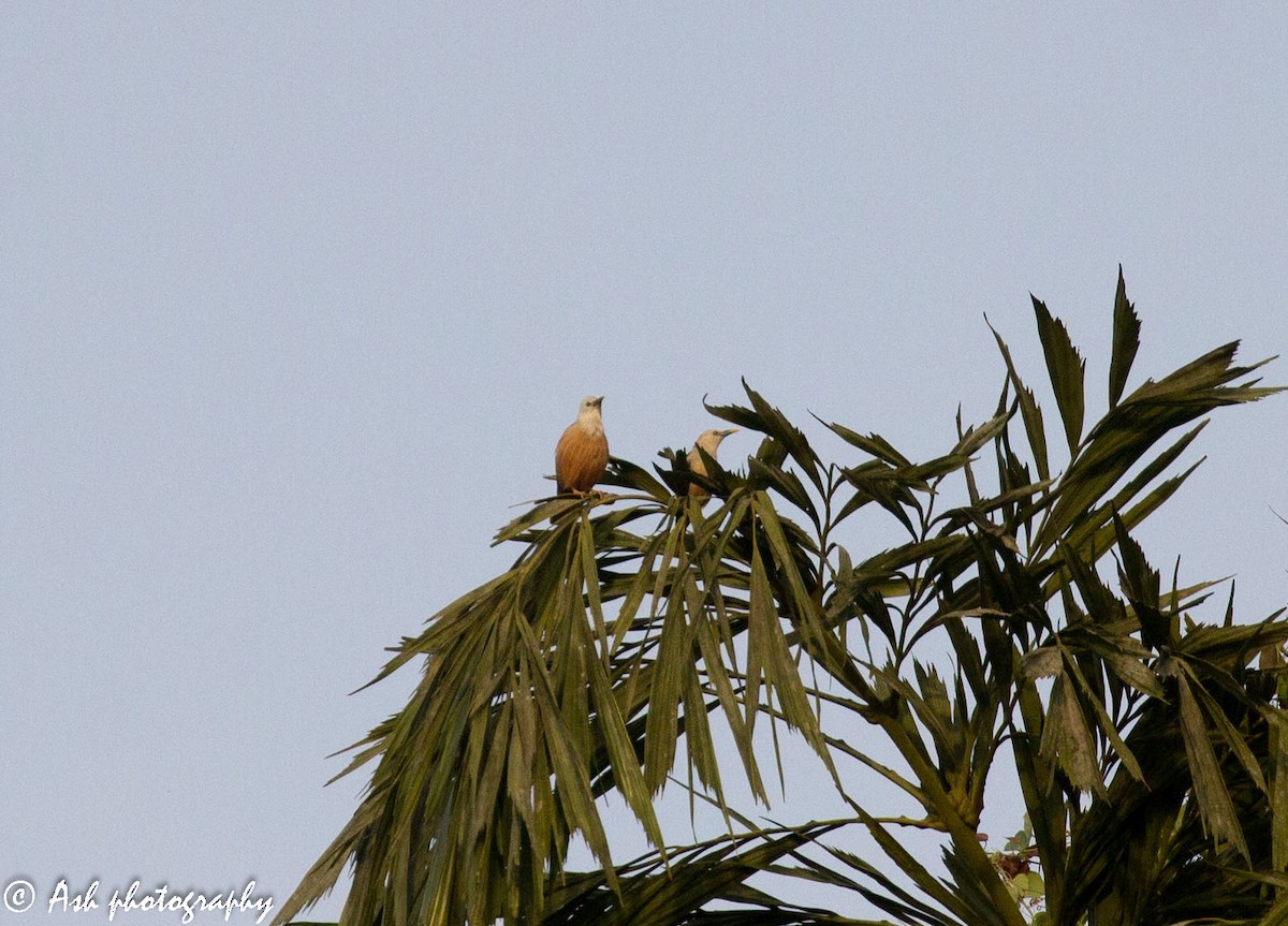 Malabar Starling - ML232215041