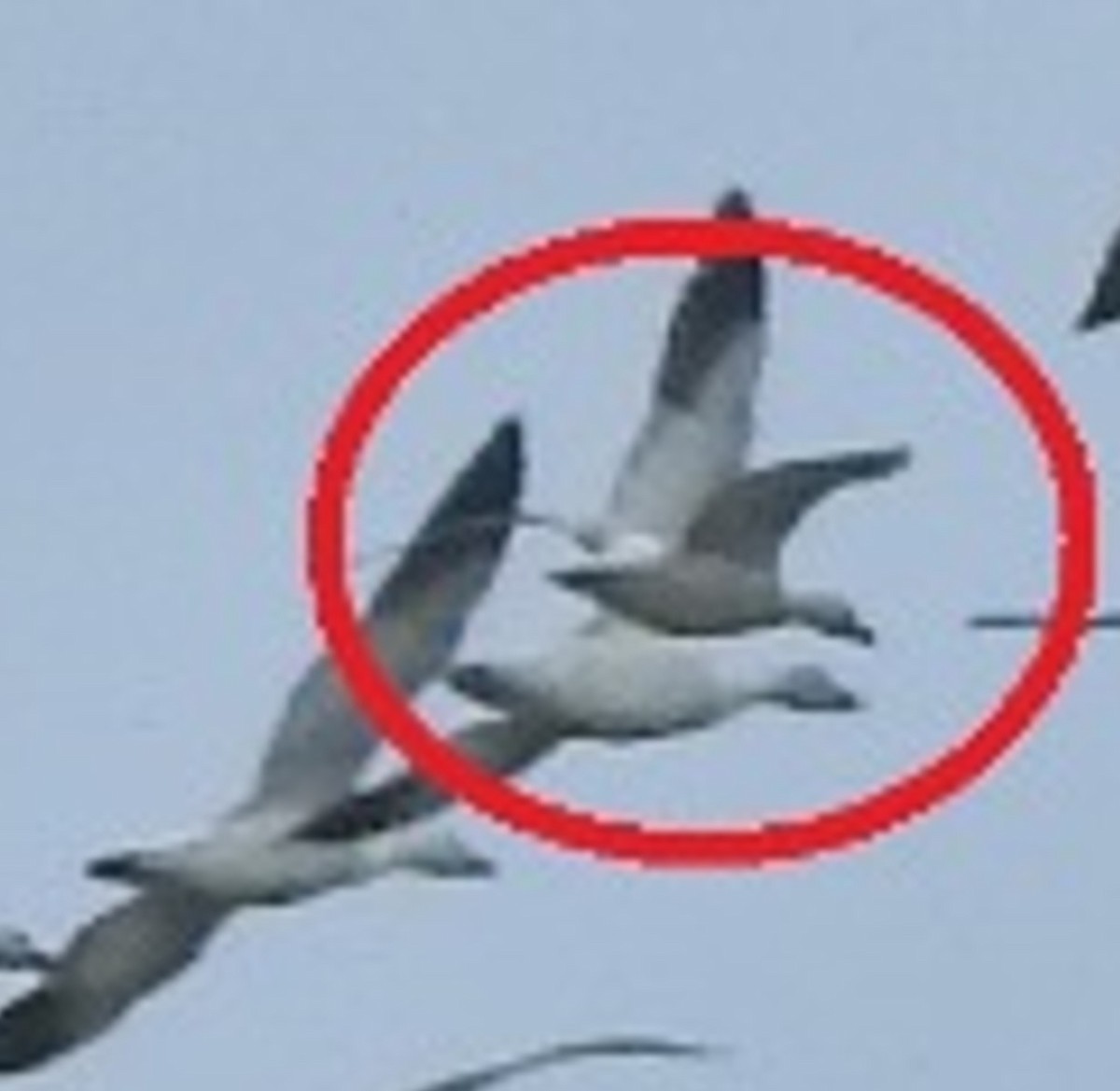 Ross's Goose - ML232215161