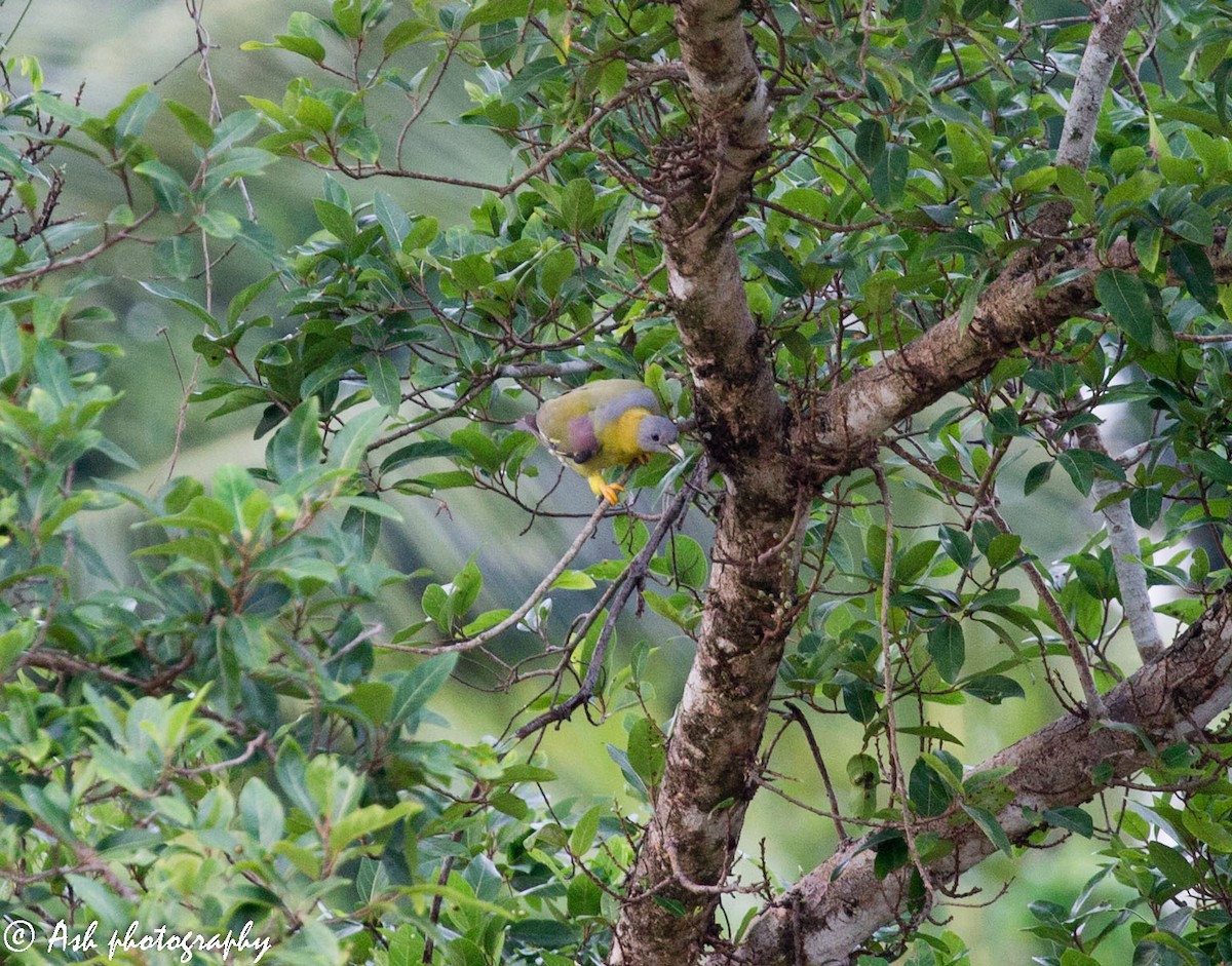 Yellow-footed Green-Pigeon - ML232215291