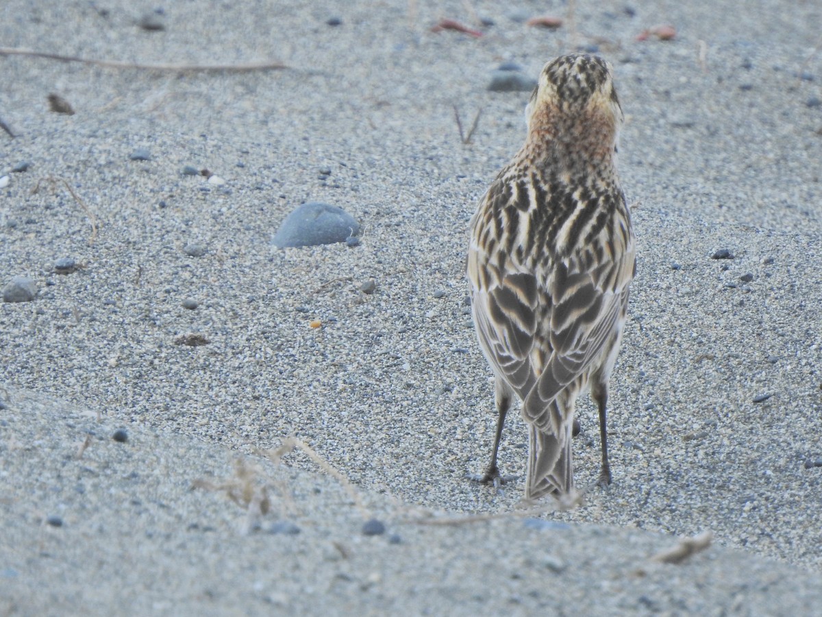 Lapland Longspur - ML232216281