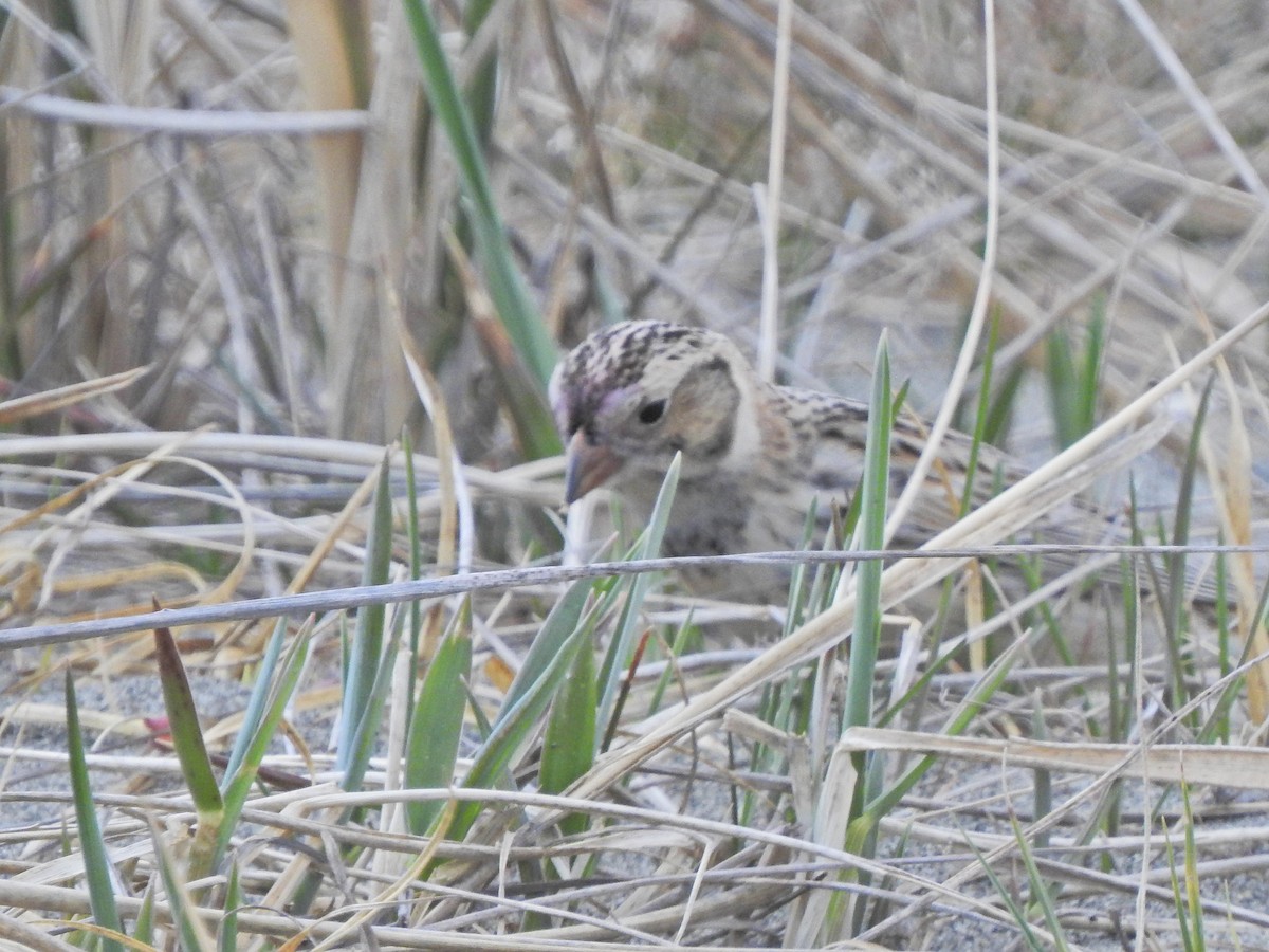 Lapland Longspur - ML232216291