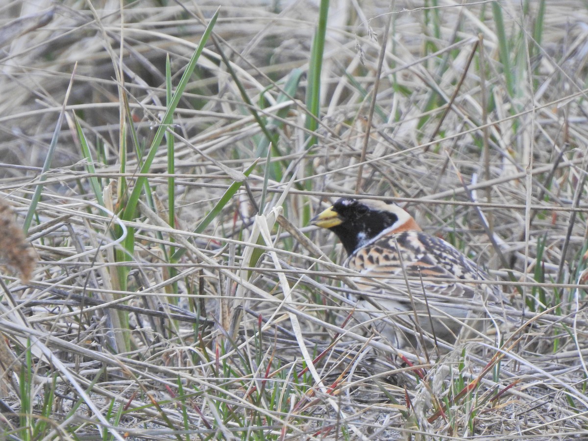 Lapland Longspur - ML232216311