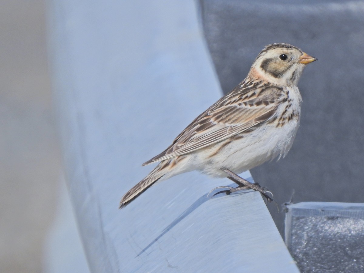 Lapland Longspur - ML232216371