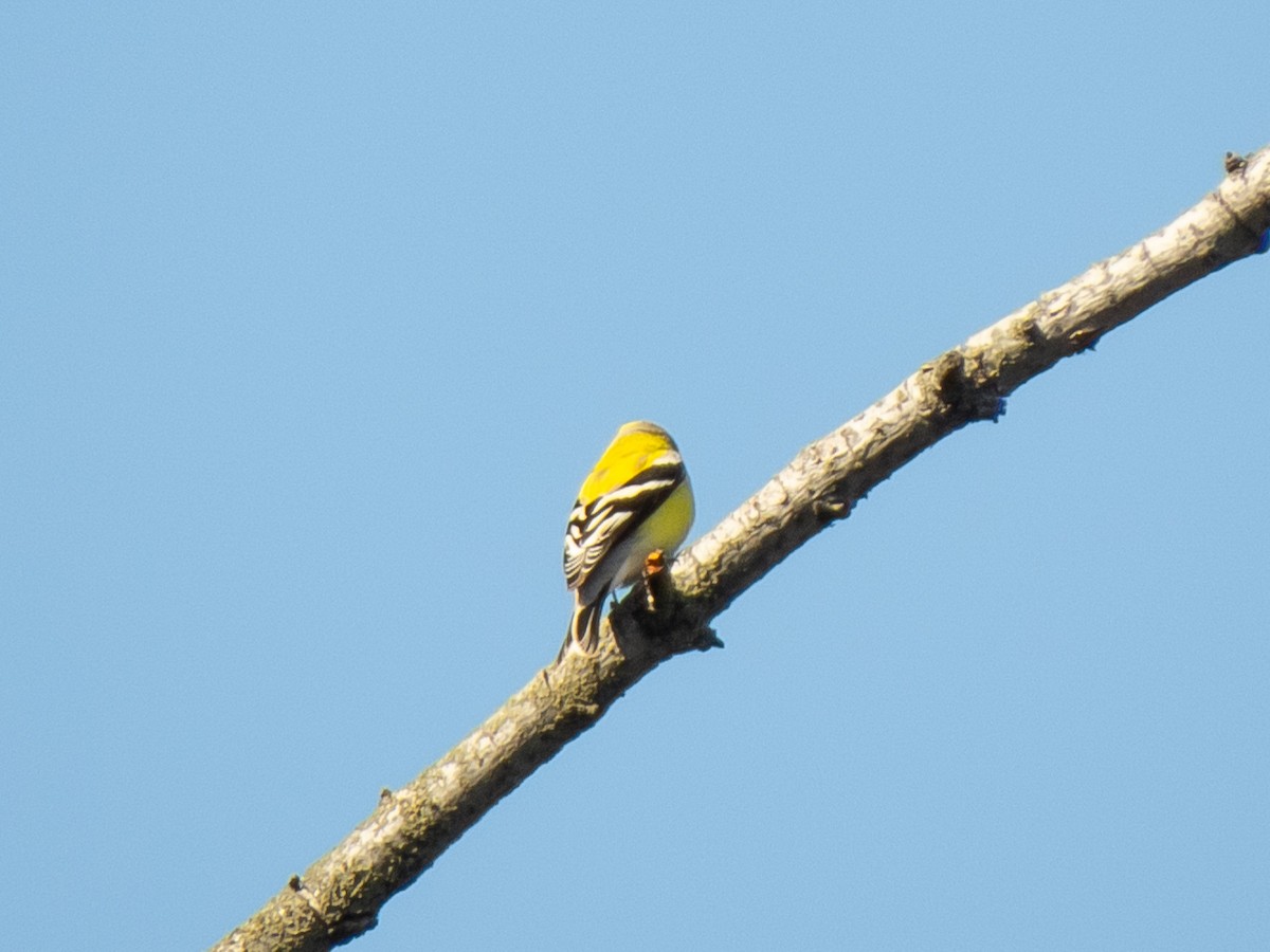 Chardonneret jaune - ML232216871