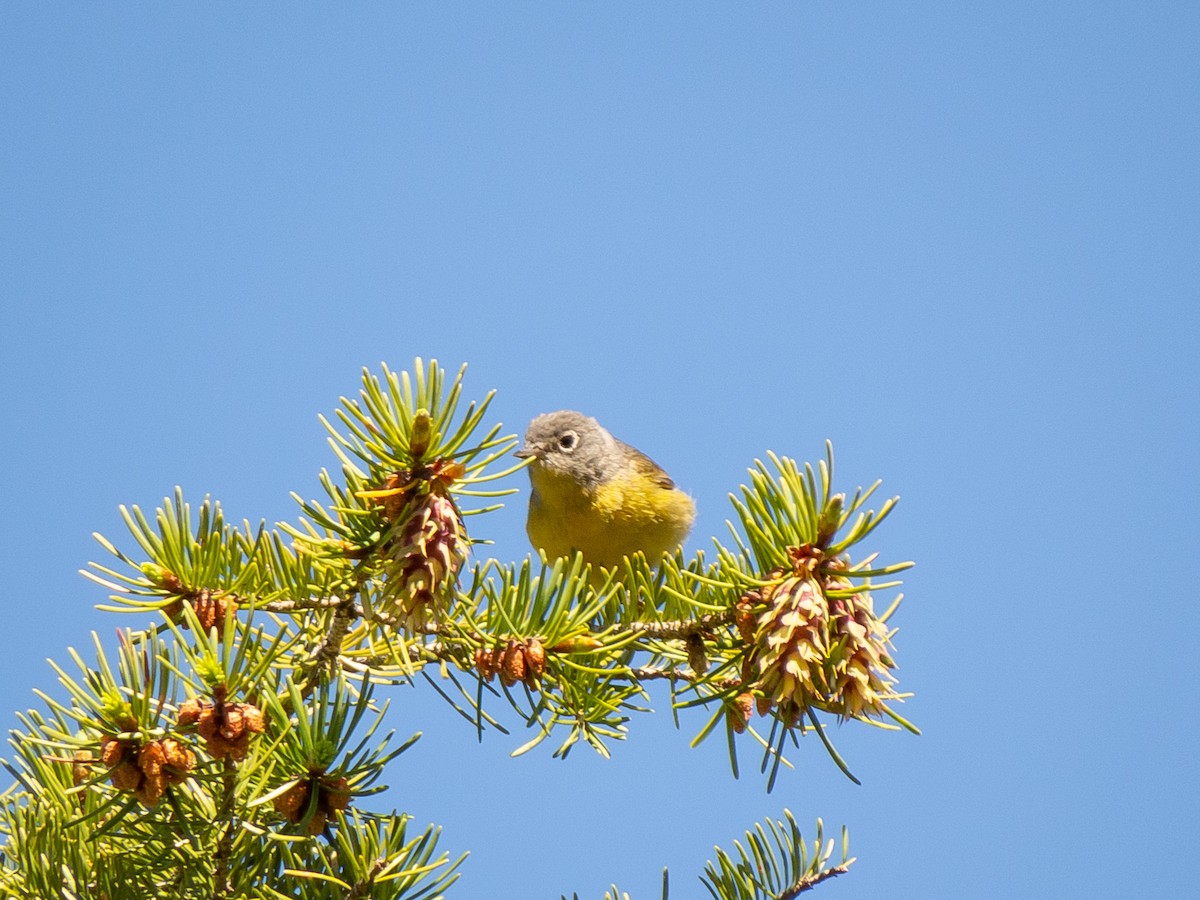 Nashville Warbler - Jason Alexander