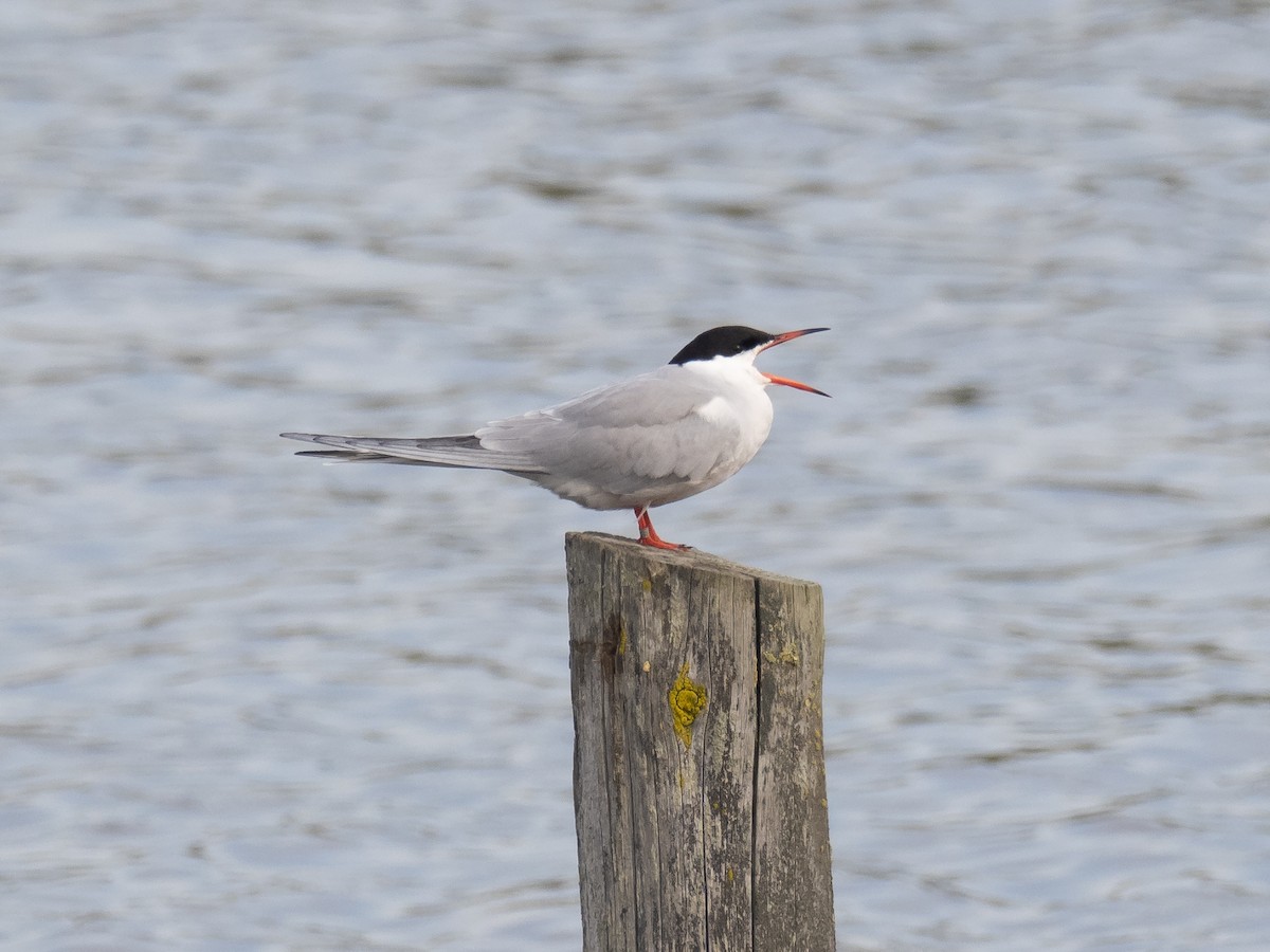 Common Tern - ML232221141