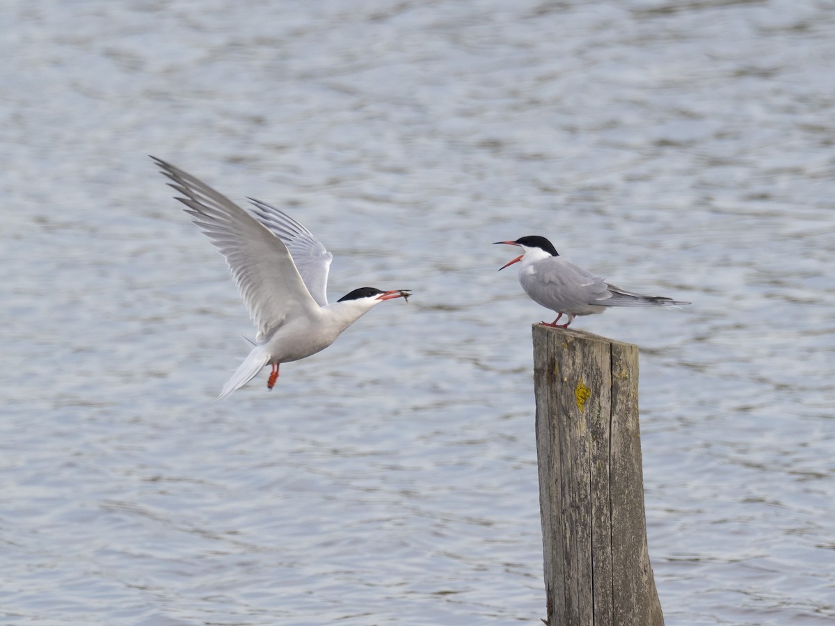 Common Tern - ML232221201