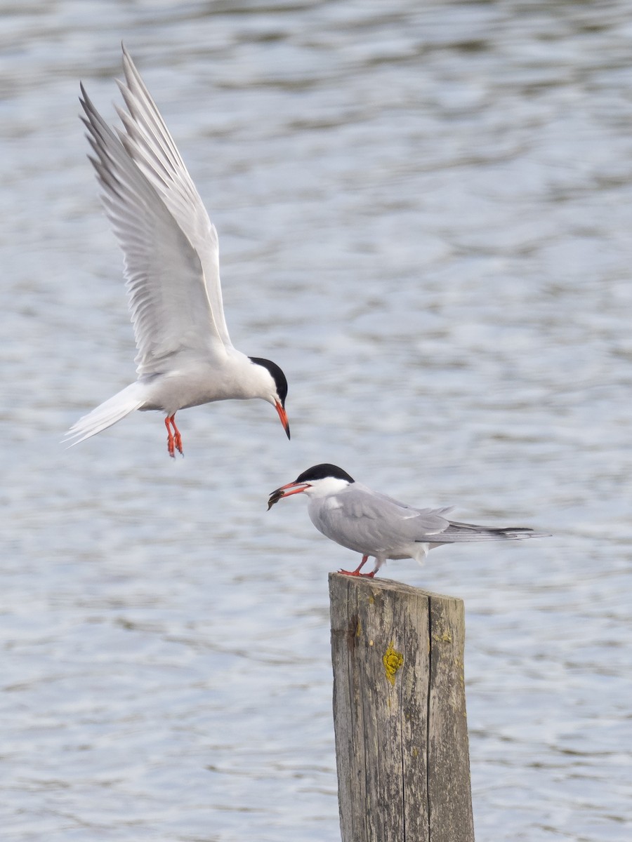 Common Tern - ML232221281