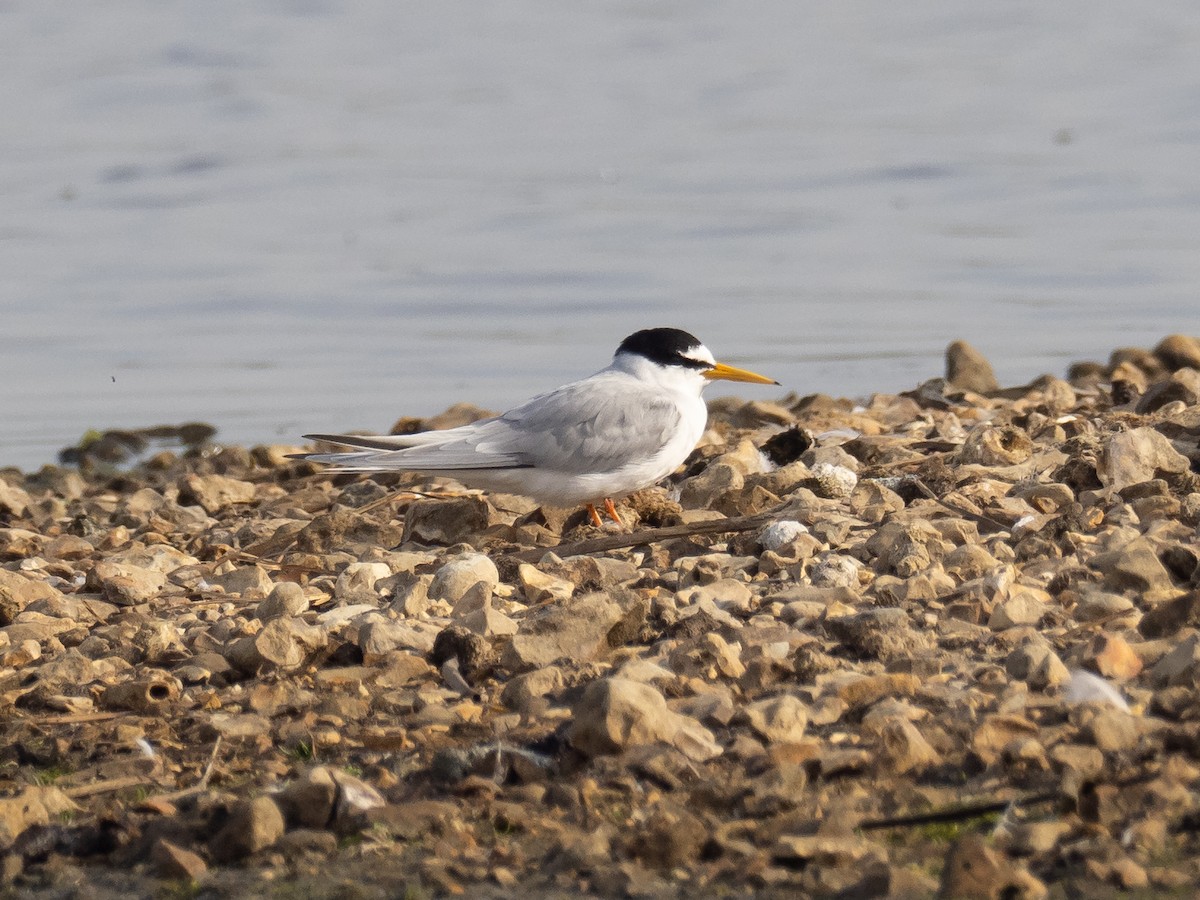 Little Tern - ML232221711