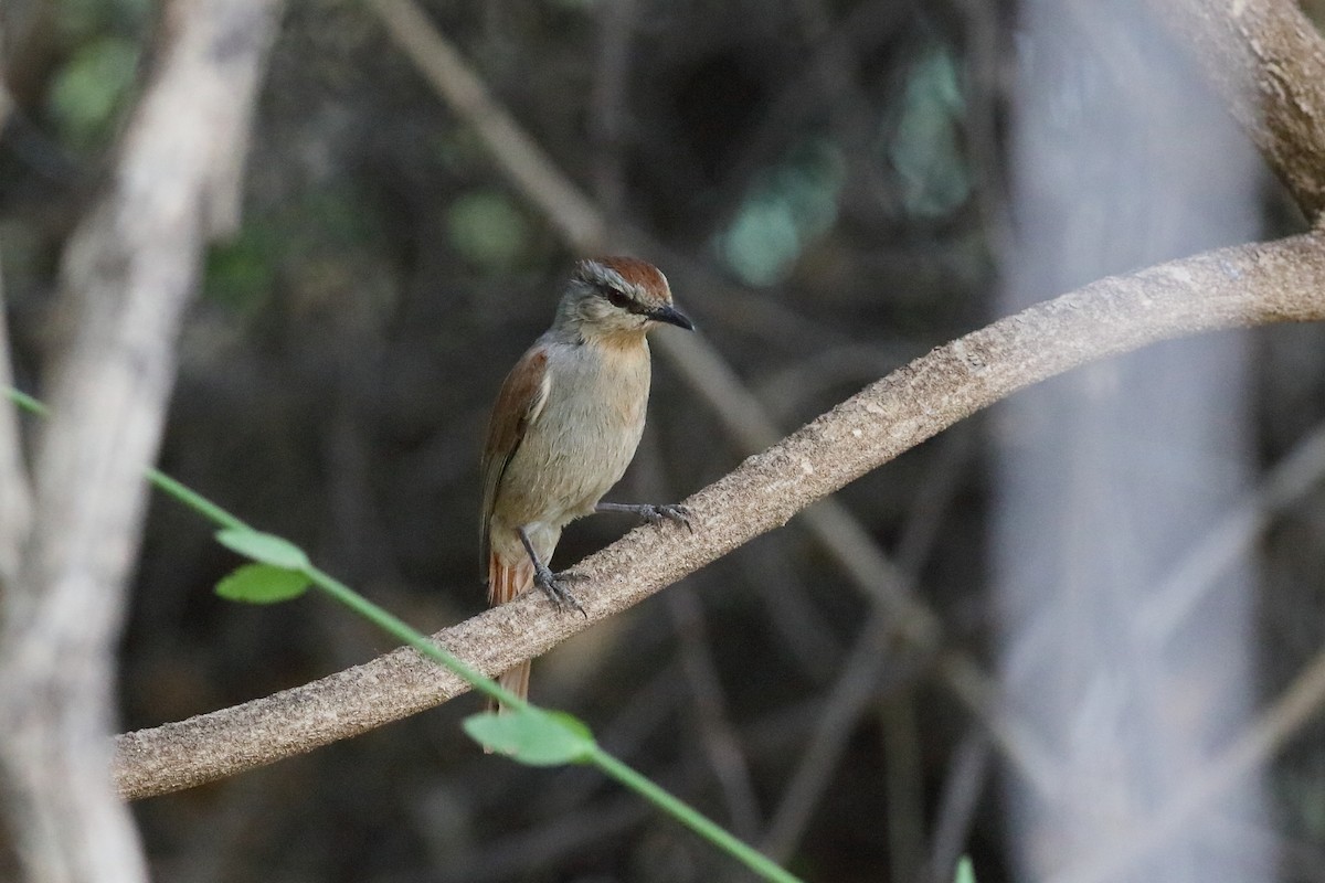 Rufous-tailed Palm-Thrush - ML232222811