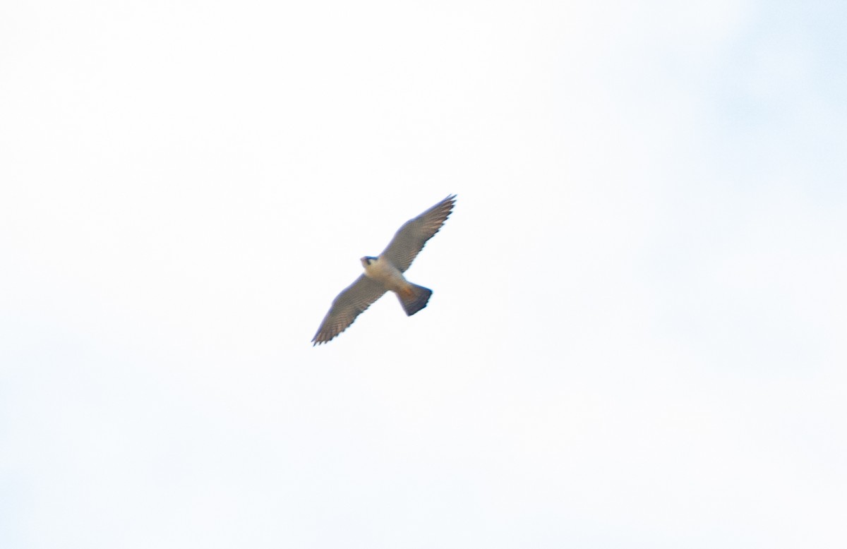 Peregrine Falcon - ML232223371