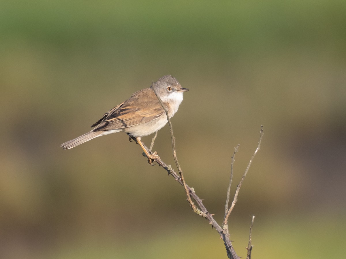 Greater Whitethroat - ML232224261