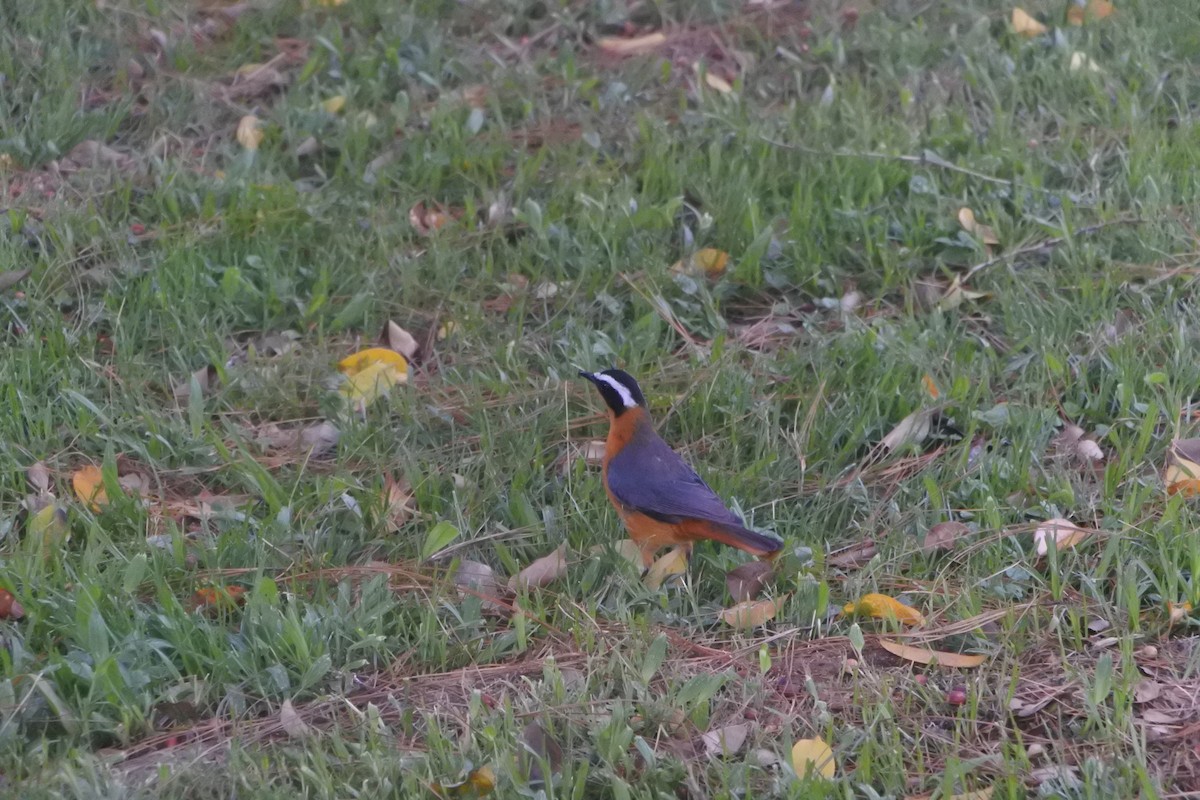 White-browed Robin-Chat - ML232224311