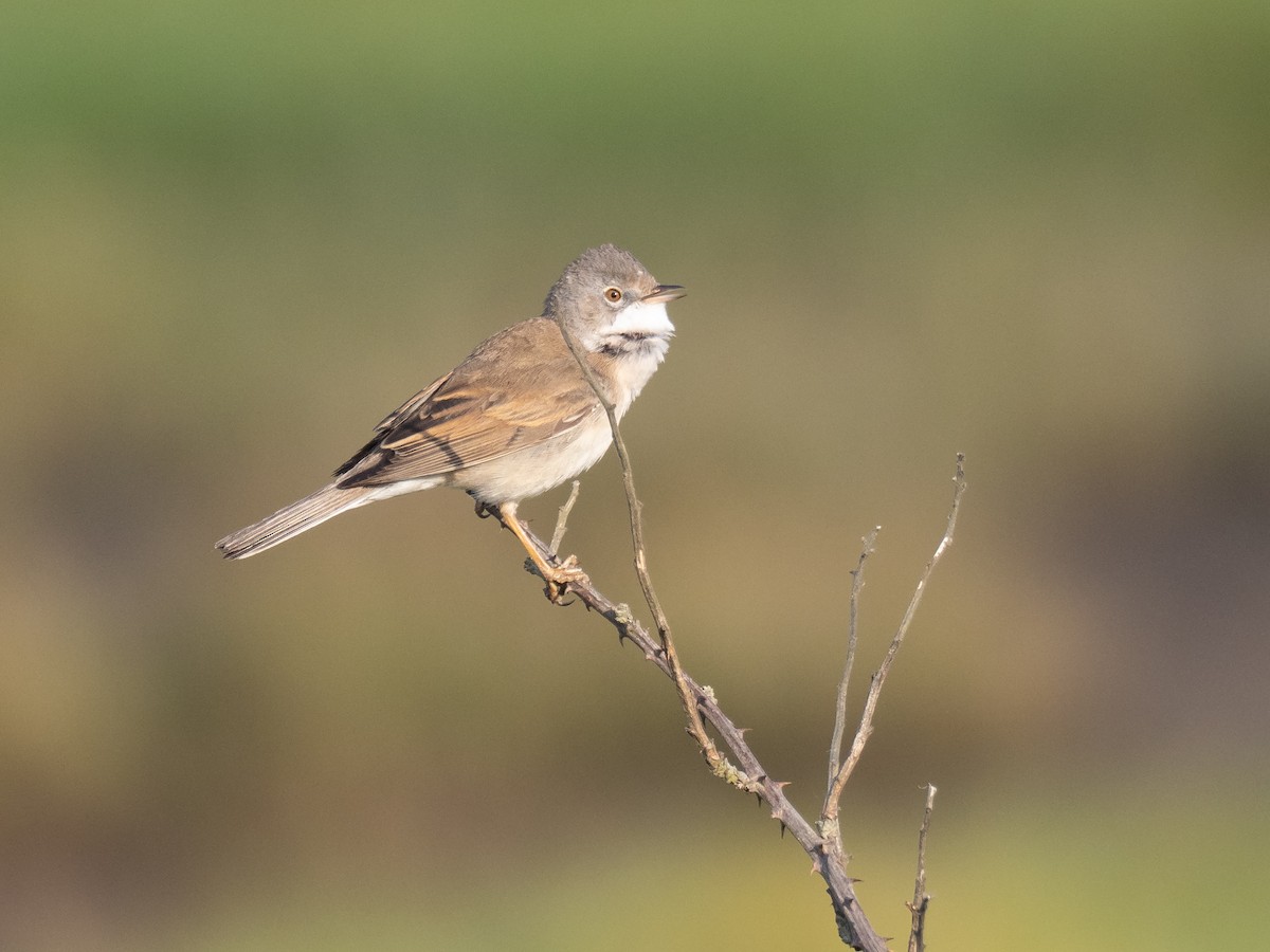 Greater Whitethroat - ML232224331