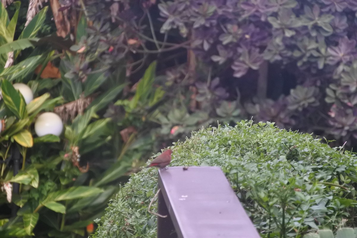 Red-billed Firefinch - ML232224411