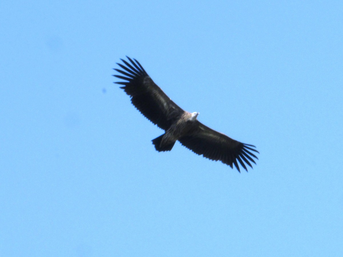 Himalayan Griffon - ML23222451