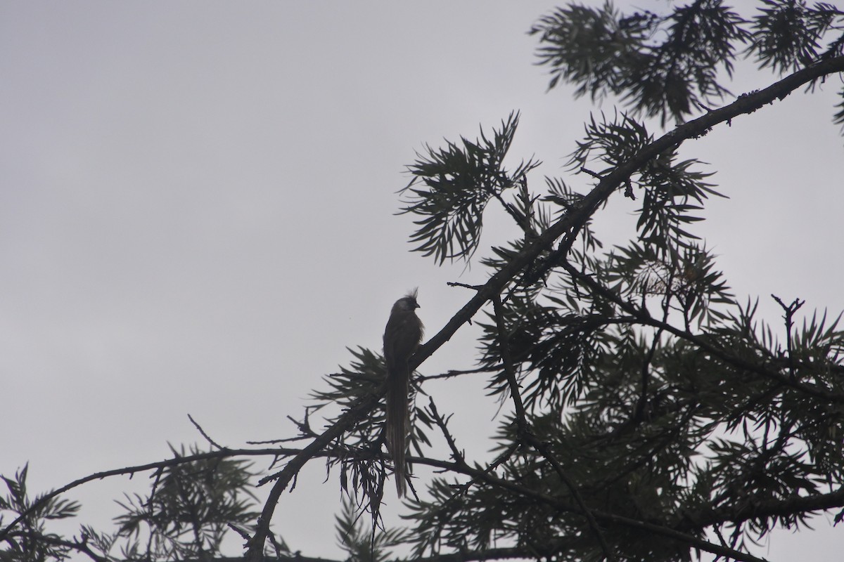 Speckled Mousebird - ML232224551