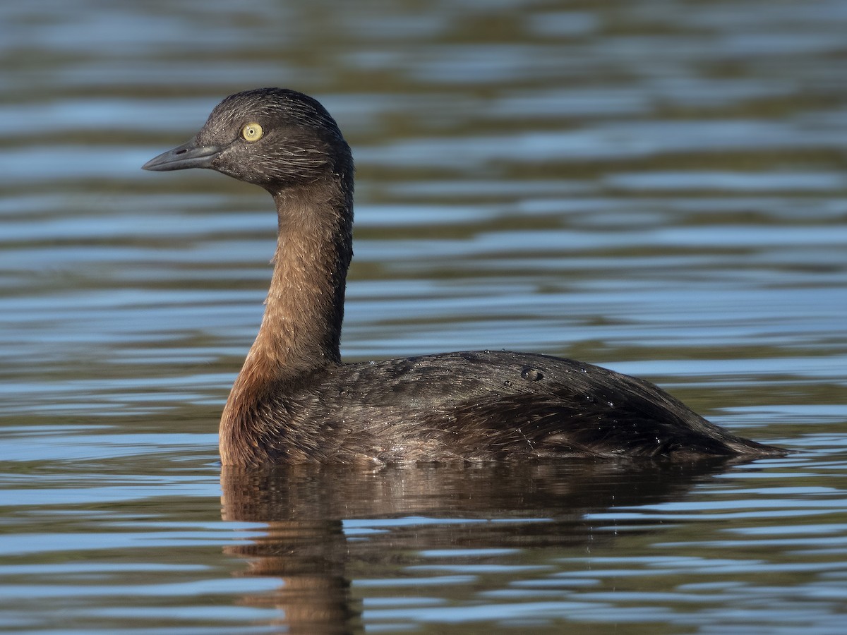 New Zealand Grebe - Adam Colley