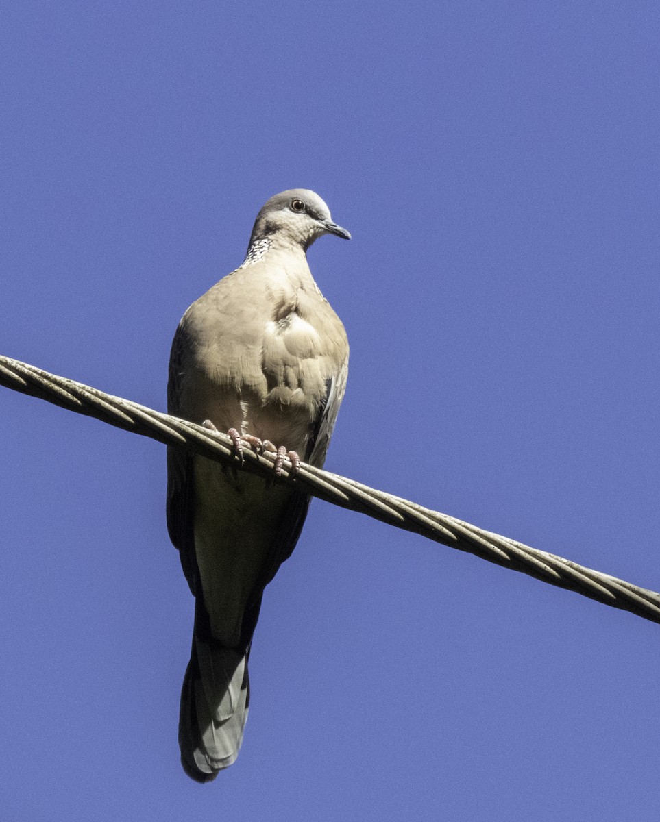 珠頸斑鳩 - ML232224691