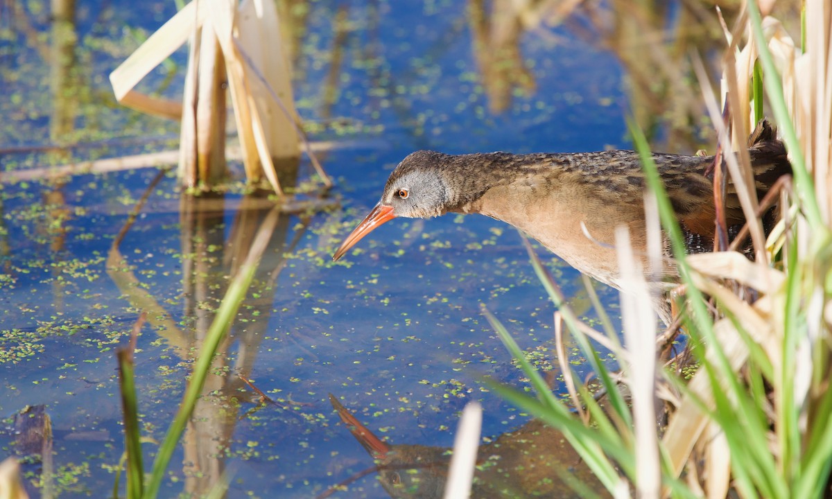 Virginia Rail - ML232224911