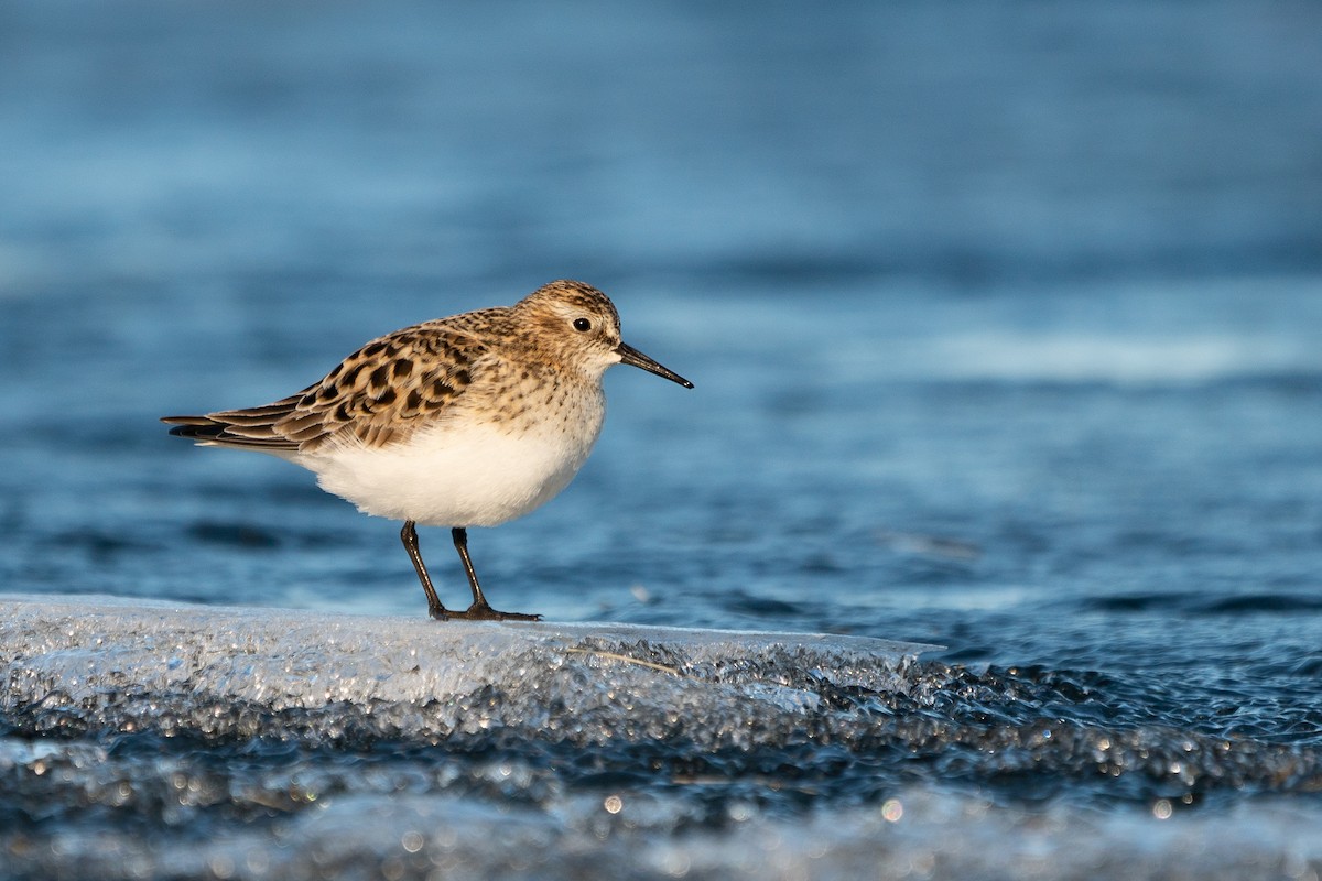 Baird's Sandpiper - Sulli Gibson